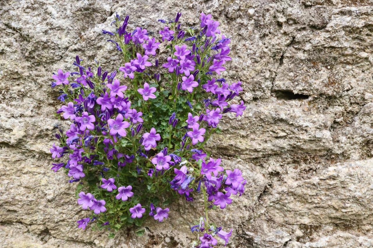 L'Atelier Et Sa Terrasse Lejlighed Pontivy Eksteriør billede